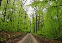 If you really want to do something, you will find a way