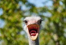 The face of self-esteem