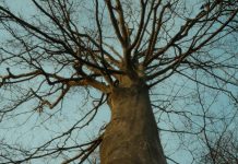 Favor brings you into prominence