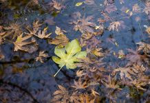 Incredible Wise French Proverbs That Can Change Your Life