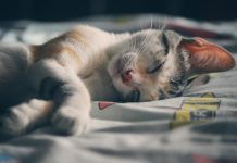 Do not let your dreams to be dreams