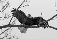 Build Eagle Mentality