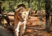 Lion Attitude Mentality