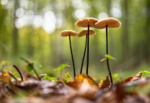 Pain helps you to raise up