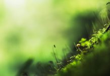 Men are born to succeed not to fail