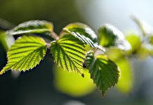 Strategy for producing just about anything life