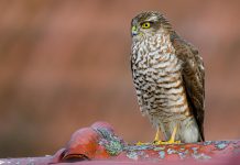 8 secrets to staying mentally sharp and emotionally fulfilled after retiring