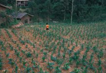 The wise man is one who knows